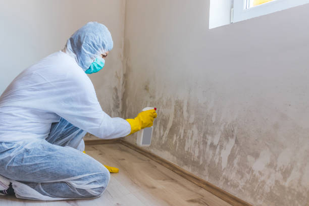 Licensed Mold Remediation service in Springfield, MN - WQB Mold Removal